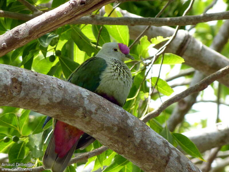 Red-bellied Fruit Doveadult