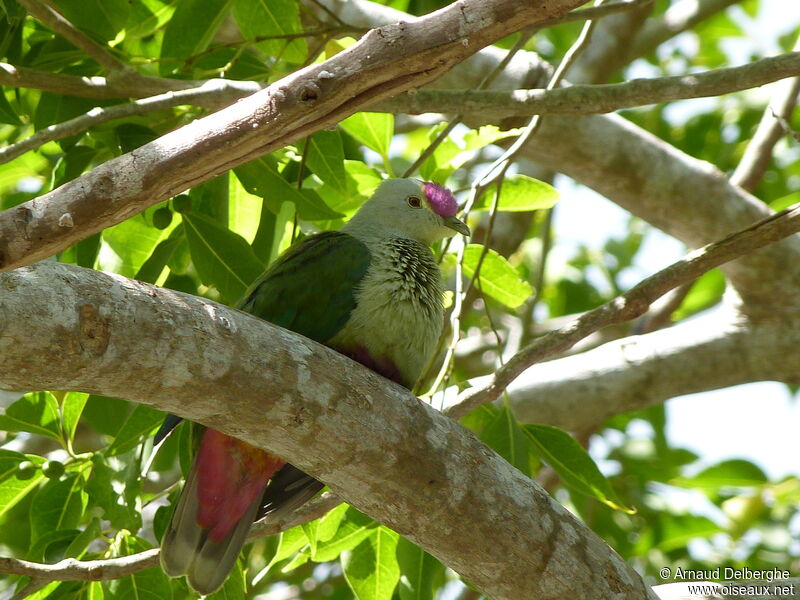 Red-bellied Fruit Dove