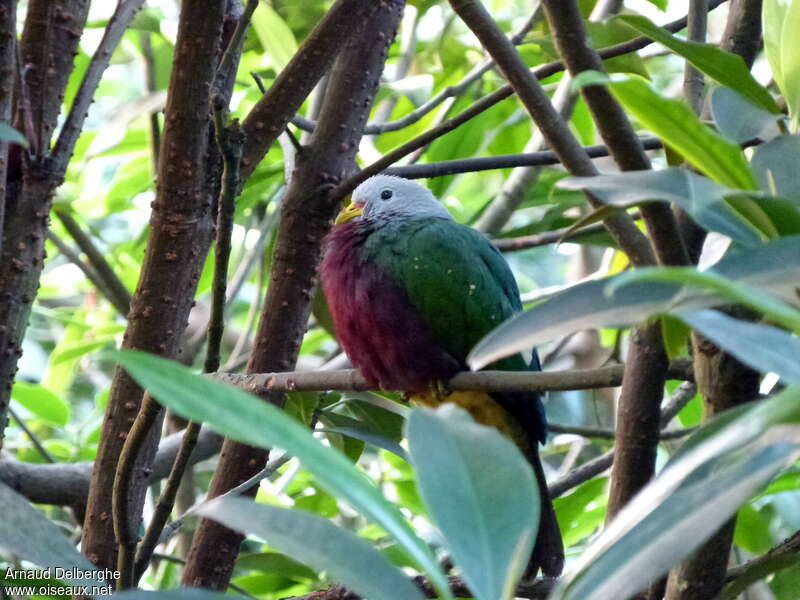 Wompoo Fruit Dove, habitat