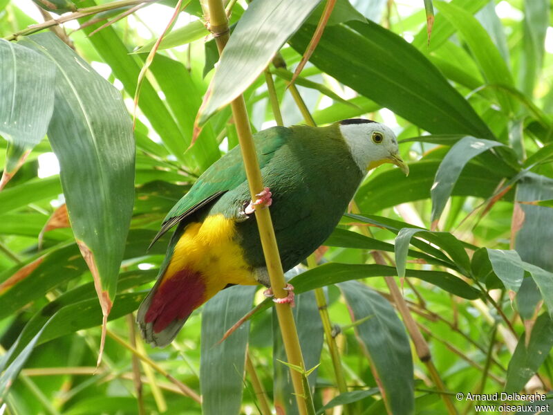 Black-naped Fruit Dove male