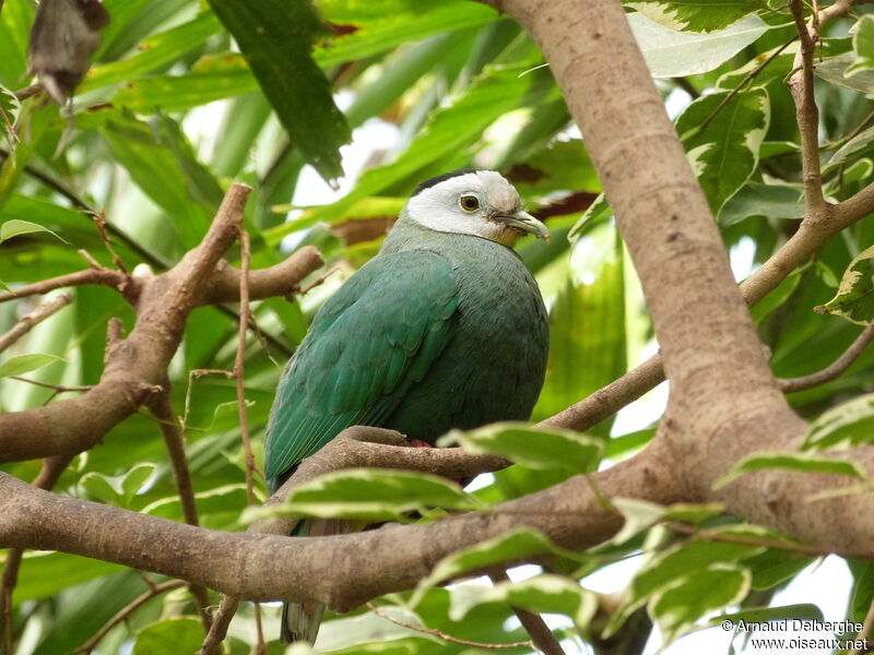 Black-naped Fruit Dove male