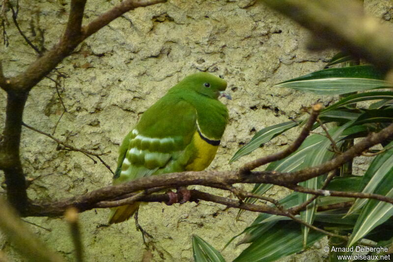 Cloven-feathered Dove