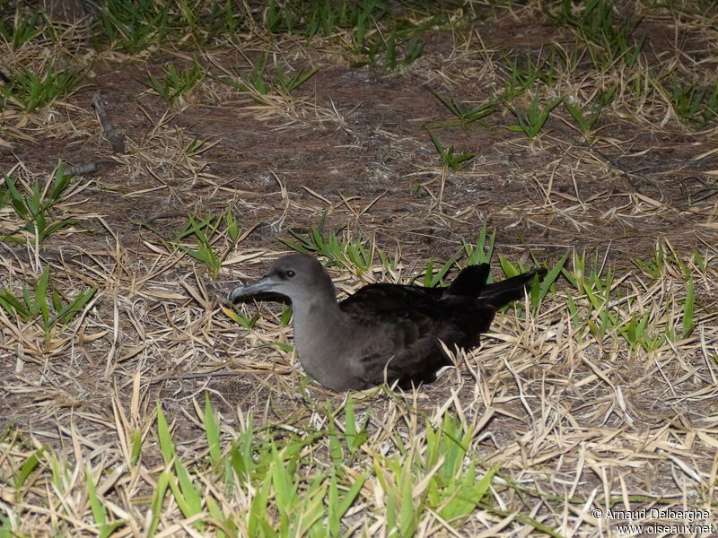 Wedge-tailed Shearwater