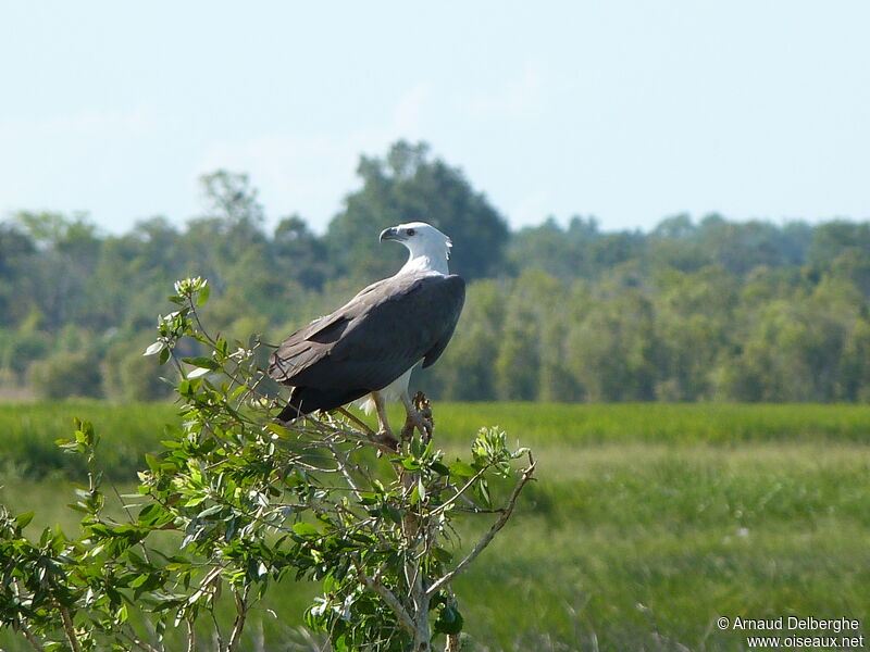 White-bellied Sea Eagle