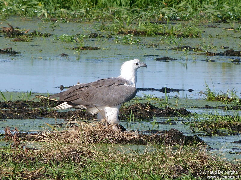 White-bellied Sea Eagle