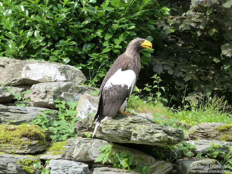 Steller's Sea Eagle