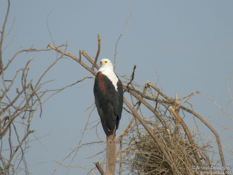 African Fish Eagle