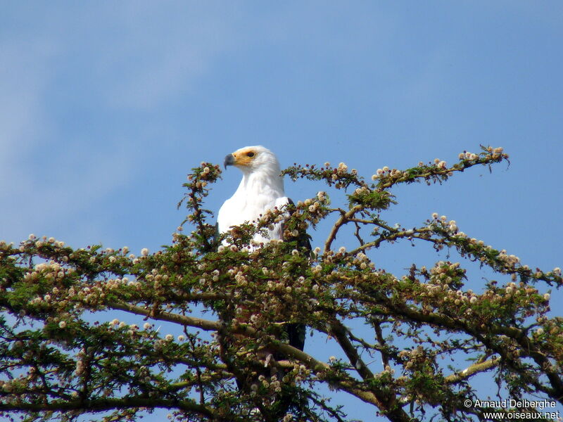 African Fish Eagle