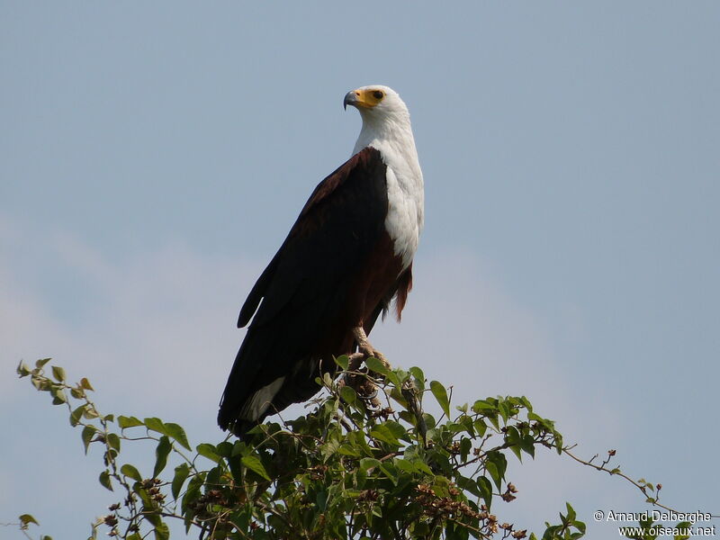 African Fish Eagle