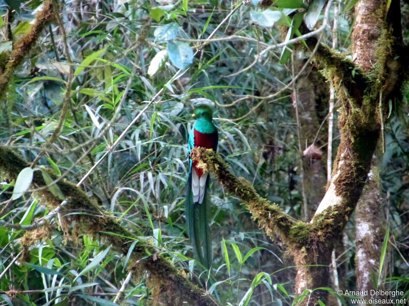 Quetzal resplendissant