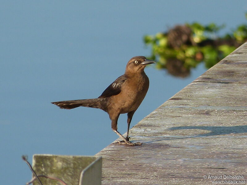 Great-tailed Grackle female