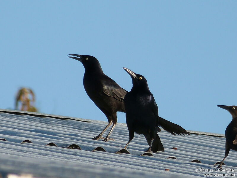 Great-tailed Grackle