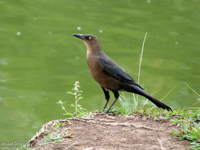 Great-tailed Grackle female adult, identification