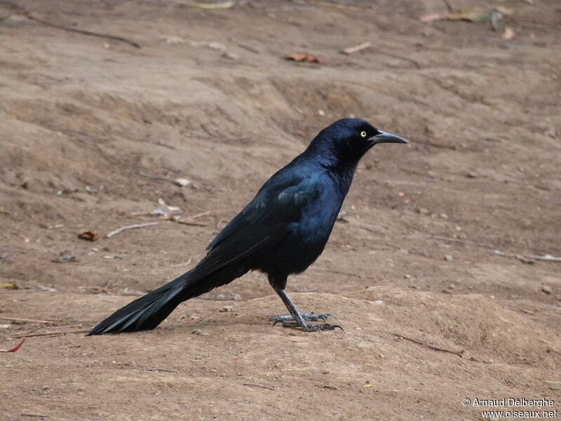 Great-tailed Grackle