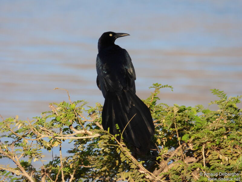 Great-tailed Grackle