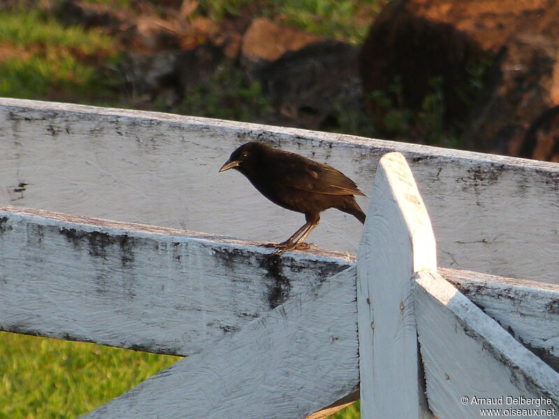 Melodious Blackbird