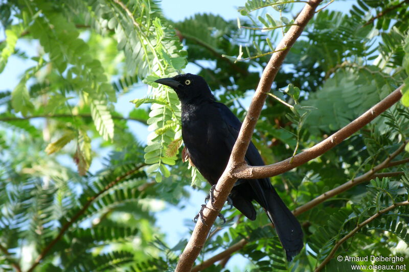 Carib Grackle male