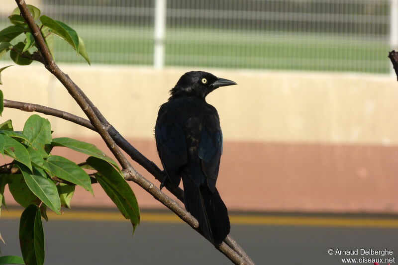 Carib Grackle male