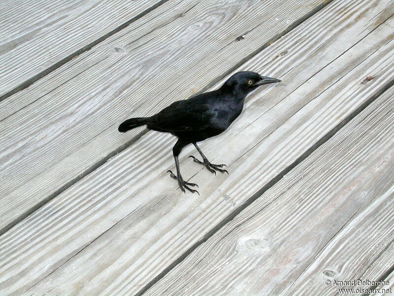 Greater Antillean Grackle