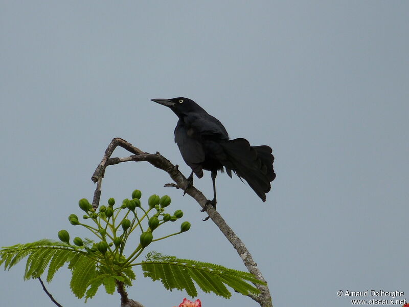 Quiscale noir