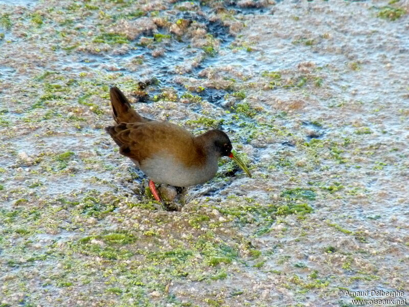 Plumbeous Rail