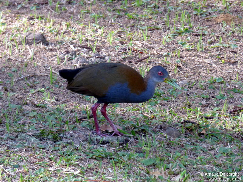 Slaty-breasted Wood Rail