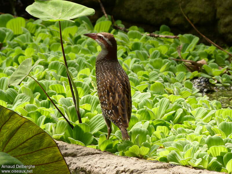 Buff-banded Railadult, habitat