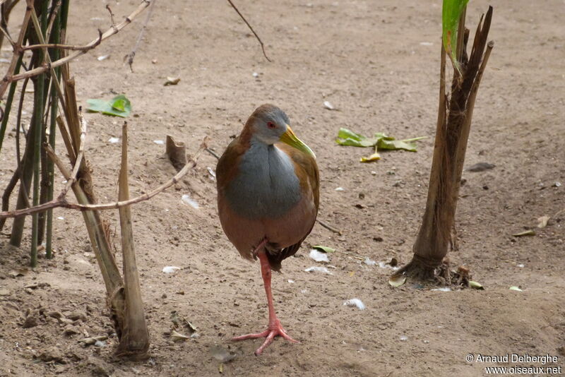 Giant Wood Rail