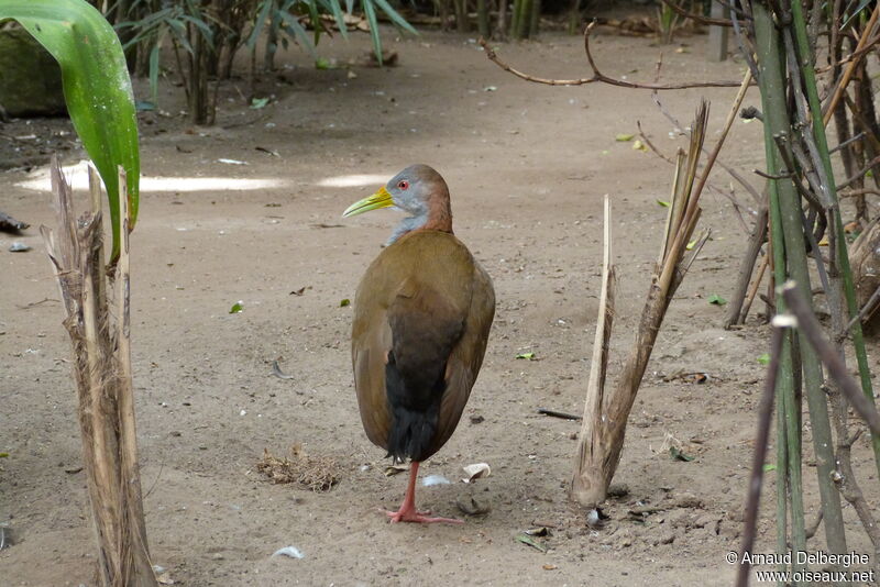 Giant Wood Rail