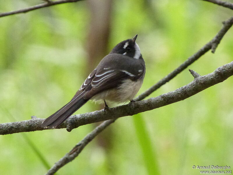 Grey Fantail