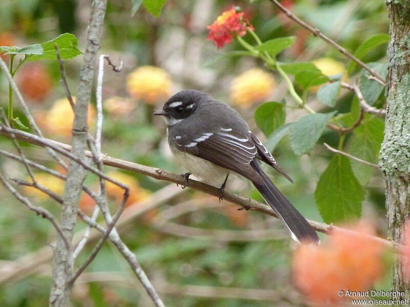 Grey Fantail