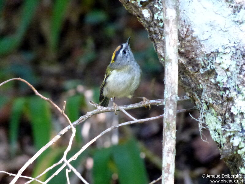 Madeira Firecrest