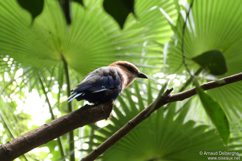 Blue-bellied Roller