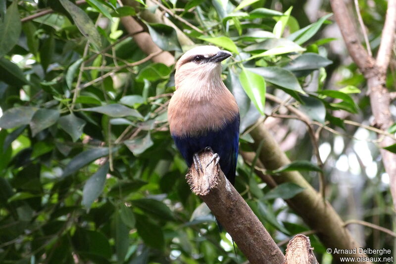 Blue-bellied Roller