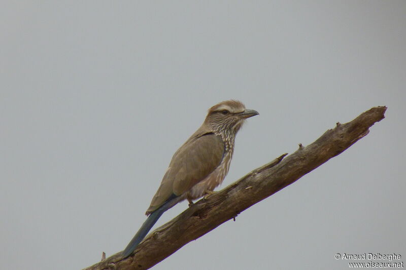 Purple Roller