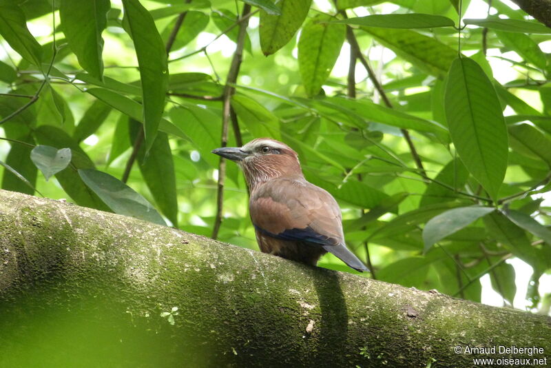 Purple Roller