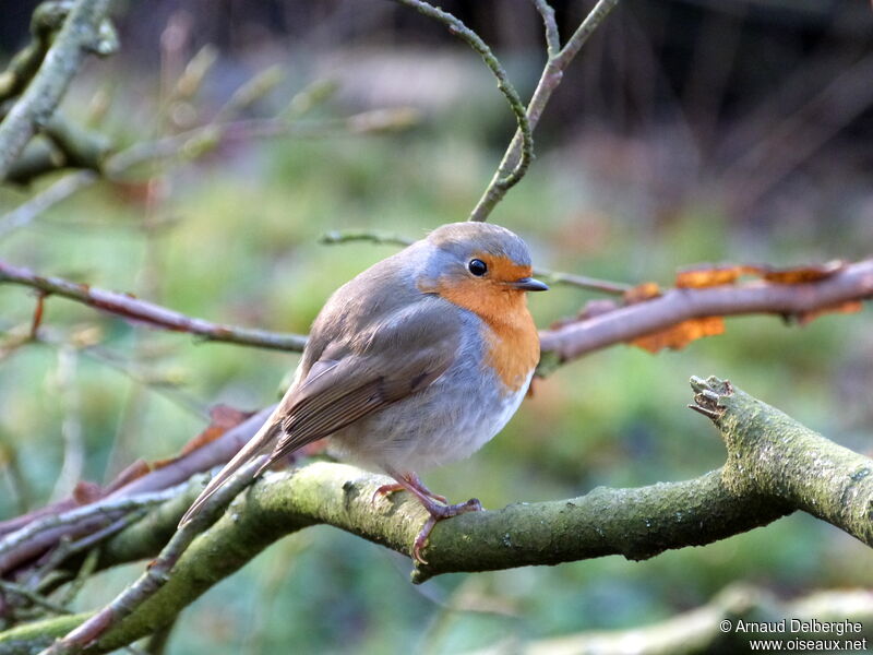 European Robin