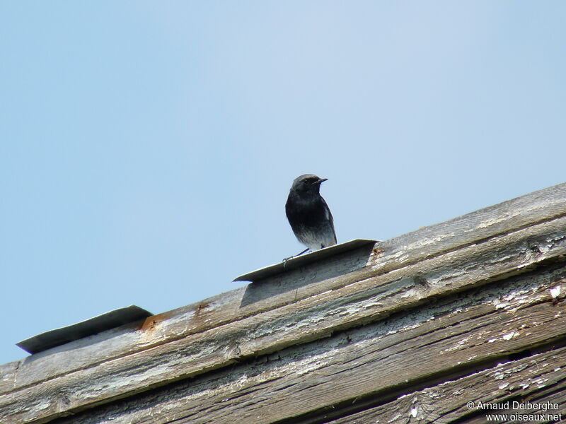 Black Redstart male