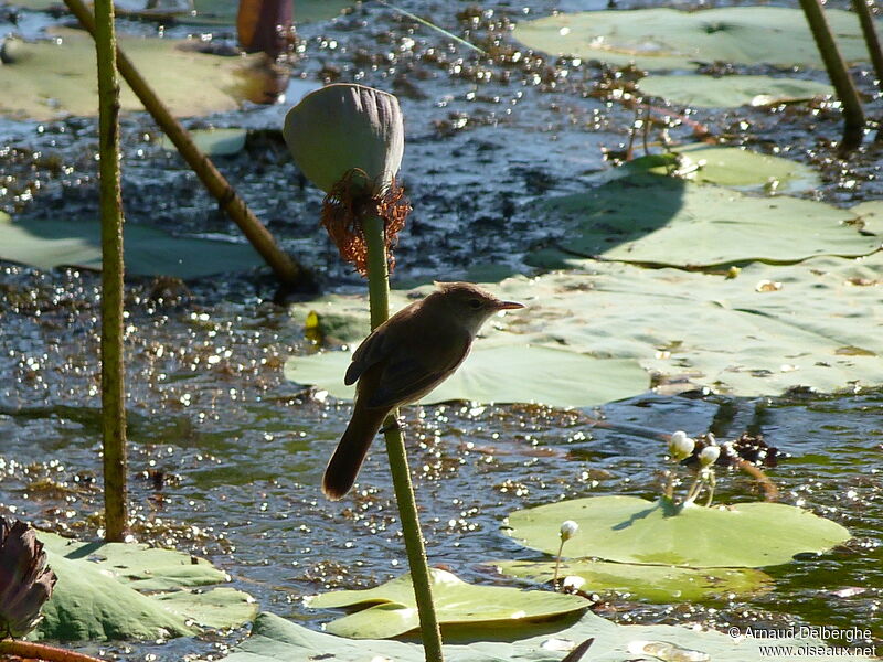 Australian Reed Warbler