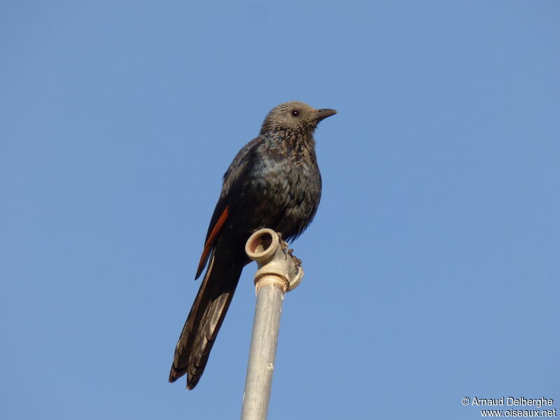 Somali Starling female