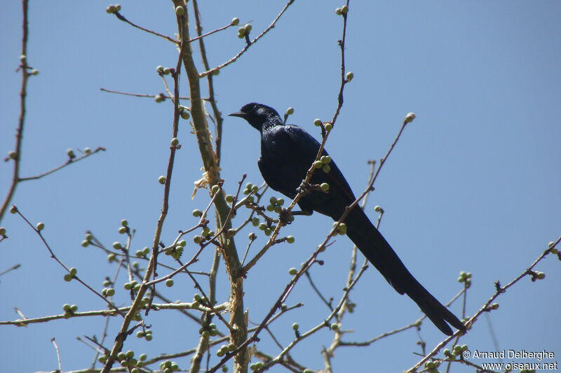 Bristle-crowned Starling