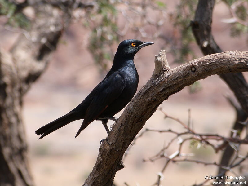 Pale-winged Starling