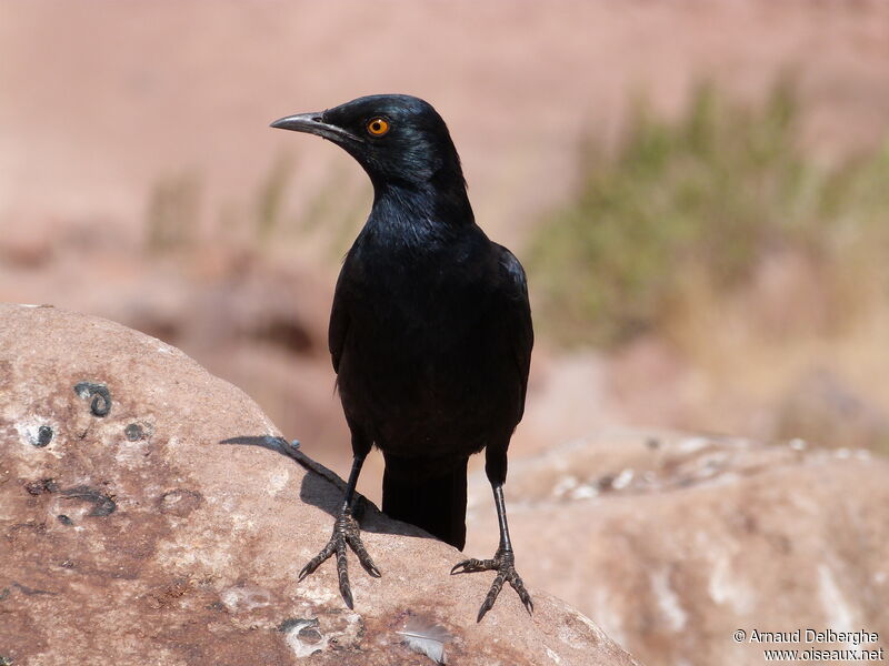 Pale-winged Starling