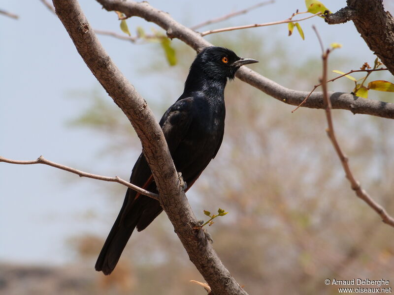 Pale-winged Starling