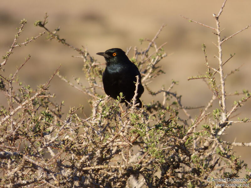 Pale-winged Starling