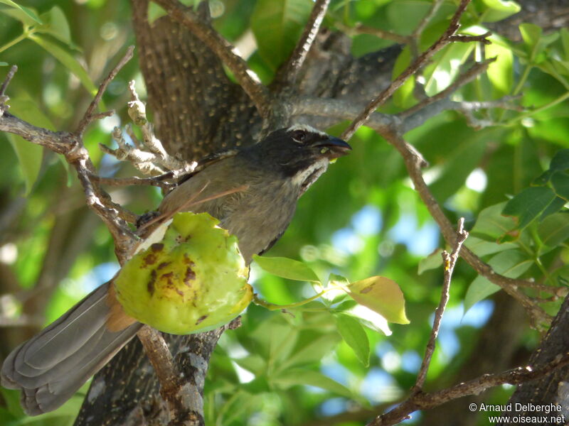 Saltator gris