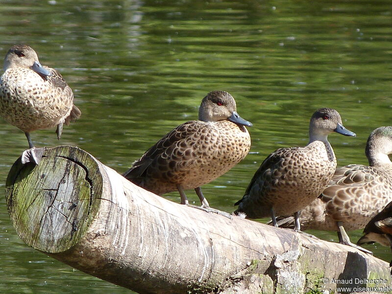 Grey Teal