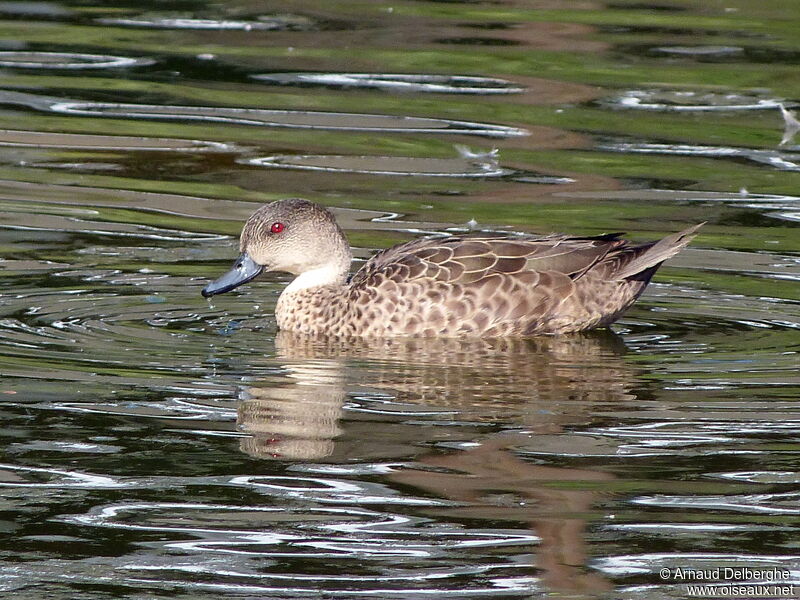 Grey Teal