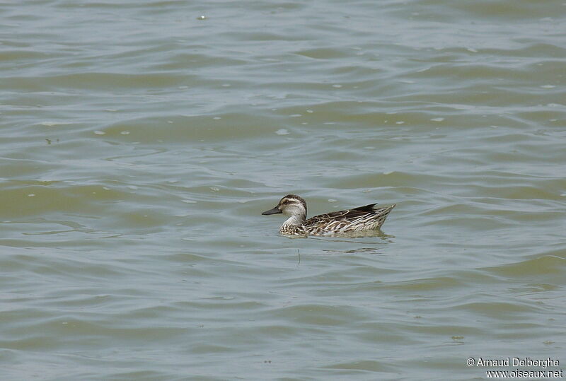 Garganey female