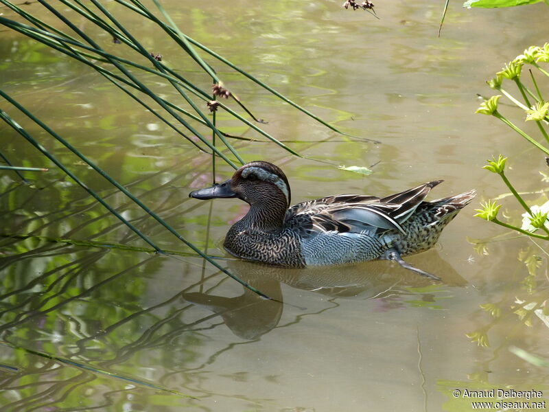 Garganey male